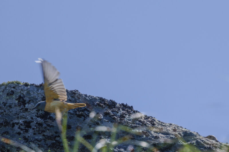 Monticole merle-de-roche mâle en vol